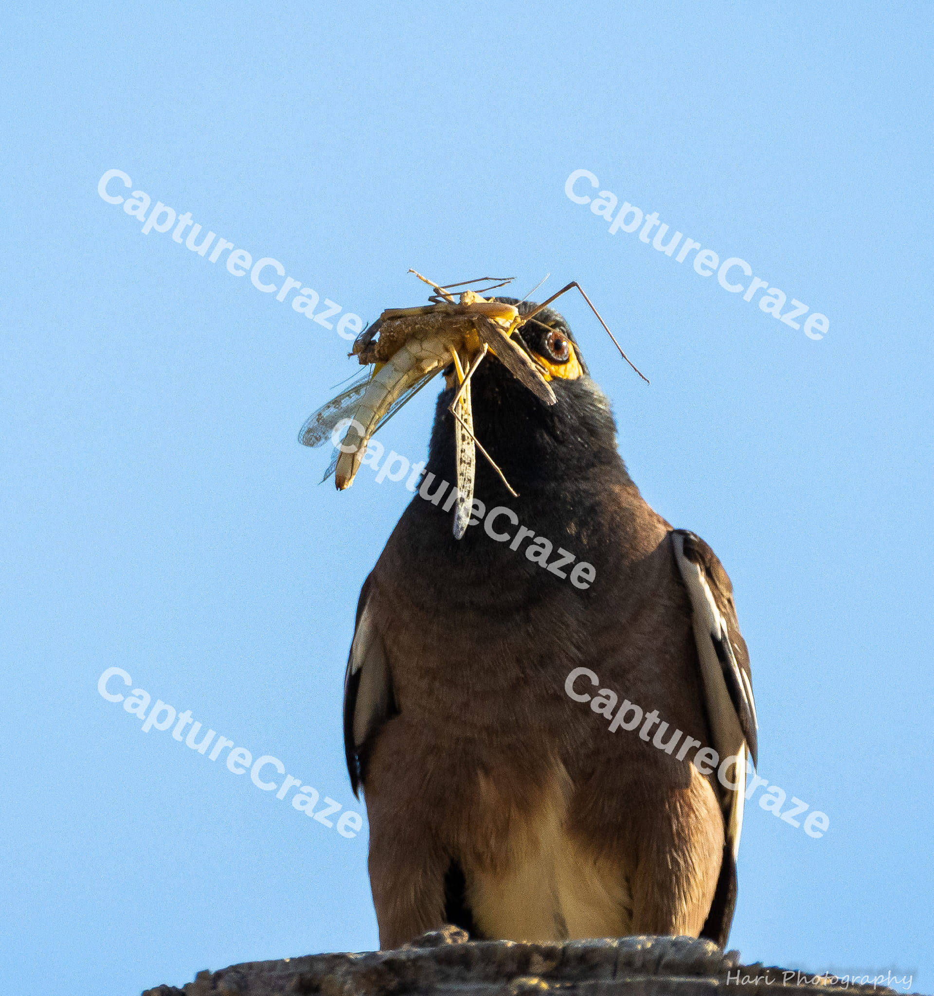 Myna bird caught a cricket